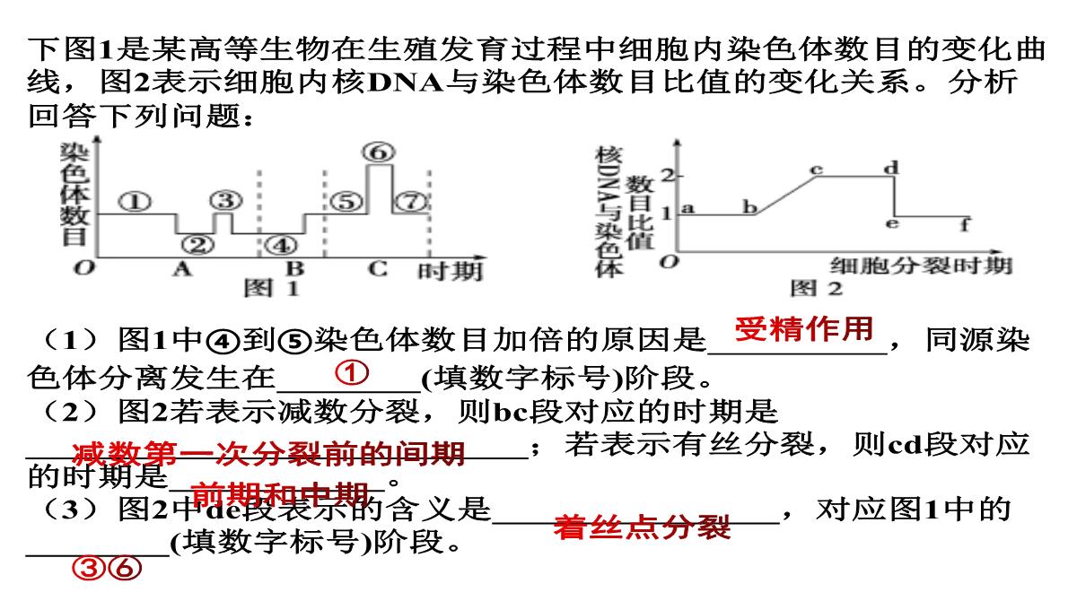 高三一轮复习生物课件：第11讲减数分裂和受精作用PPT模板_35