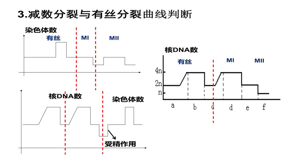 高三一轮复习生物课件：第11讲减数分裂和受精作用PPT模板_33