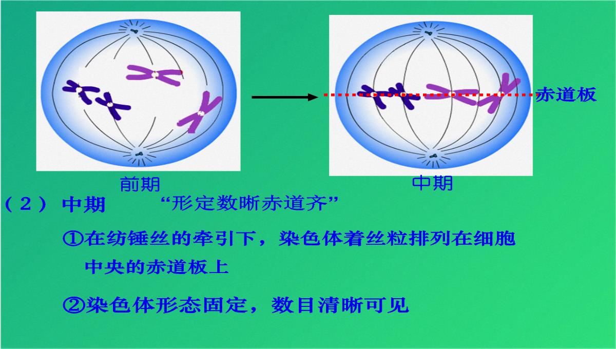 高减数分裂和受精作用(共69张PPT)PPT模板_04