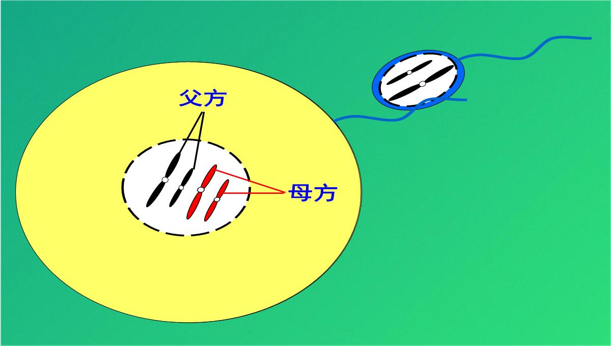 高减数分裂和受精作用(共69张PPT)PPT模板_63