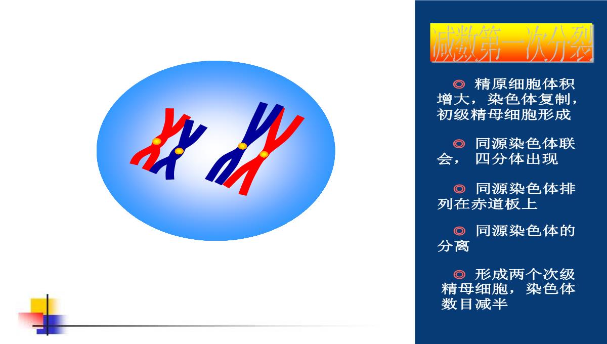 减数分裂和受精作用PPT模板_89