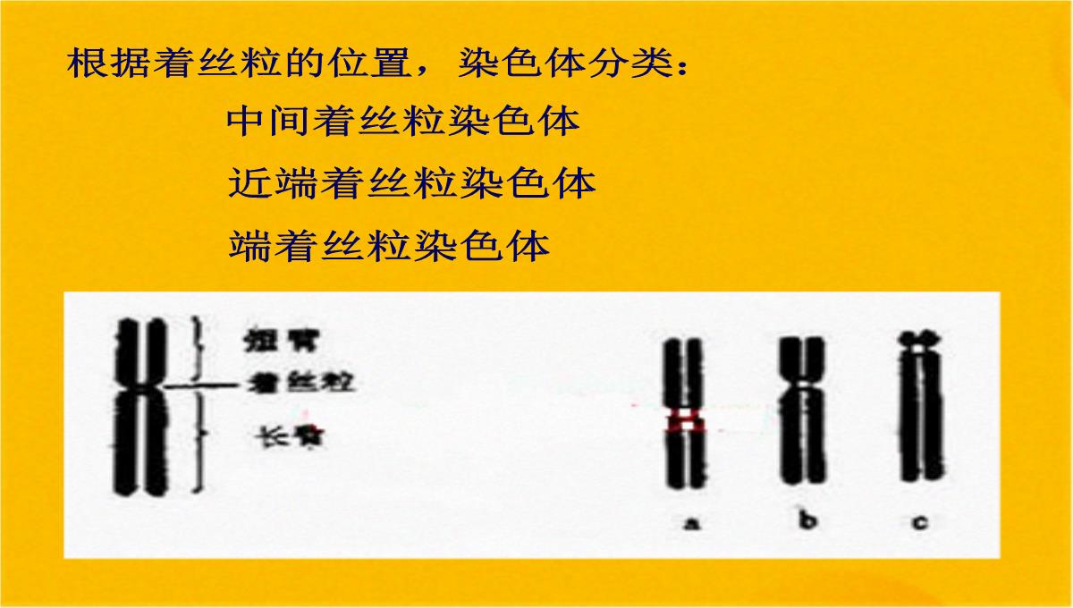 减数分裂和受精作用优质课件(共56张PPT)PPT模板_02