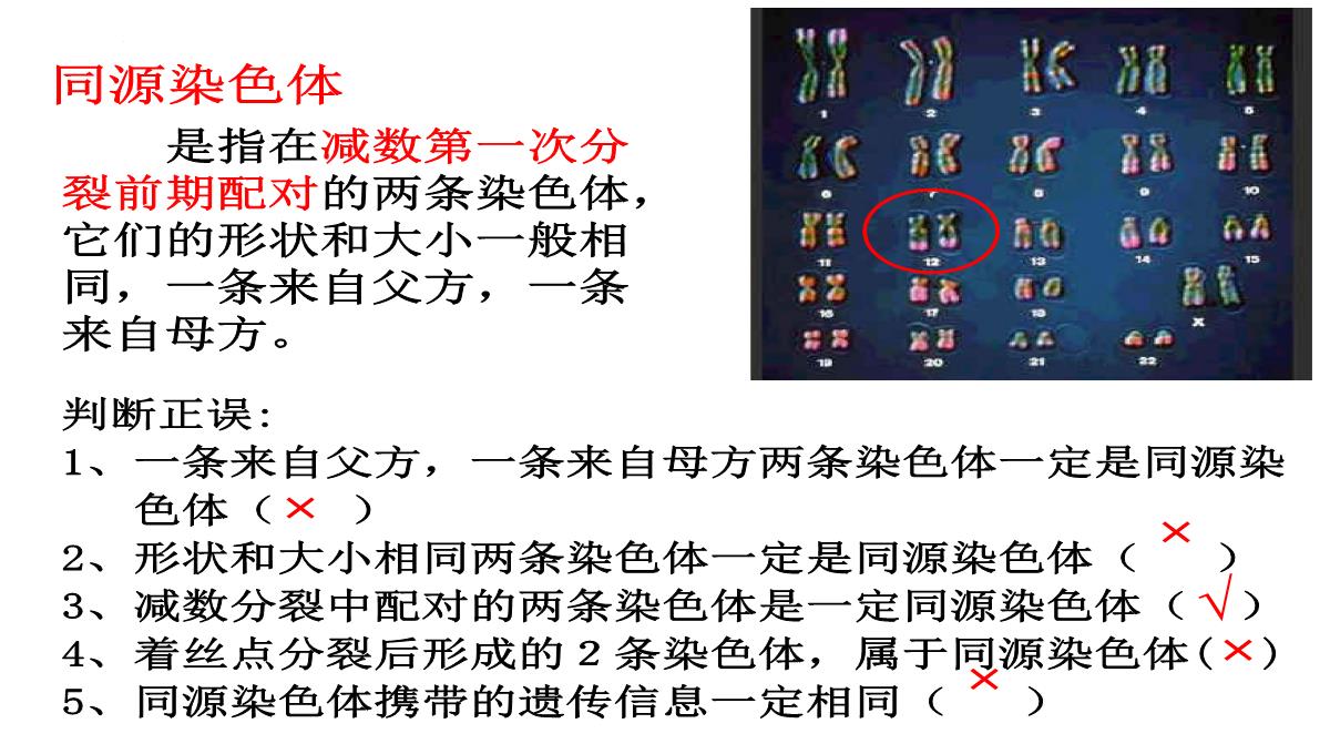 高三一轮复习生物课件：第11讲减数分裂和受精作用PPT模板_08