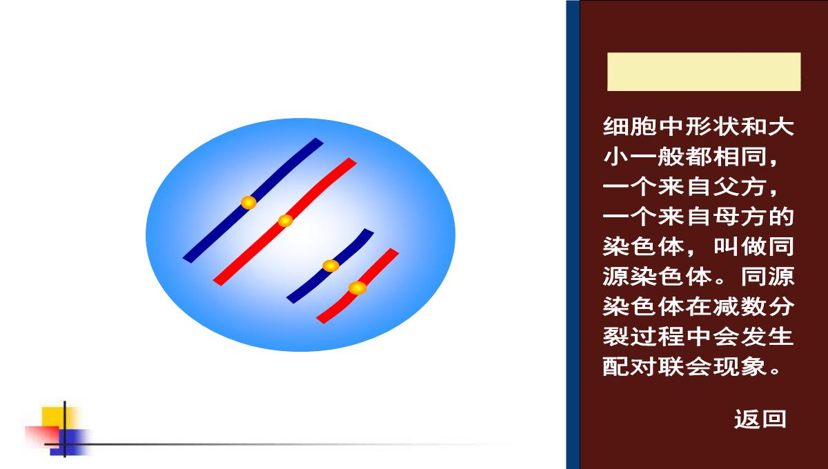 减数分裂和受精作用PPT模板_185