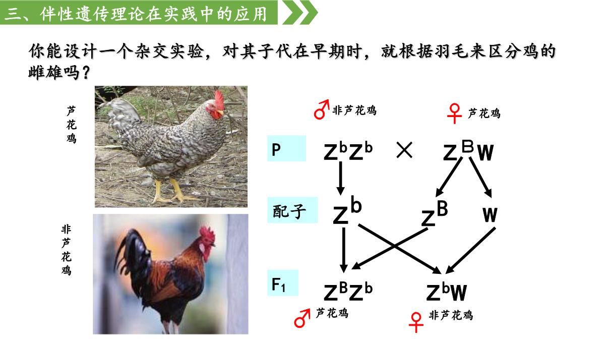 伴性遗传课件高一下学期生物人教版必修2PPT模板_36