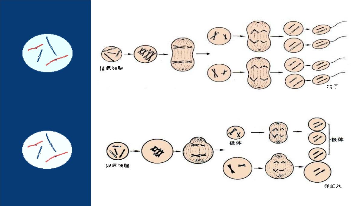 减数分裂和受精作用PPT模板_145