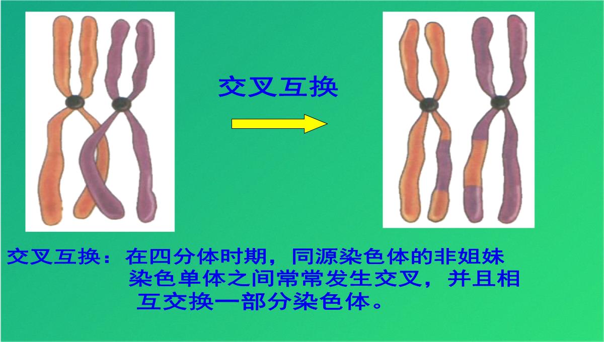 高减数分裂和受精作用(共69张PPT)PPT模板_25