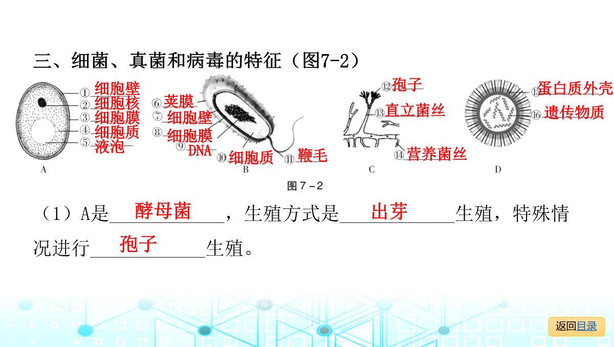 2022年人教版中考生物复习专题七--生物的多样性PPT模板_09