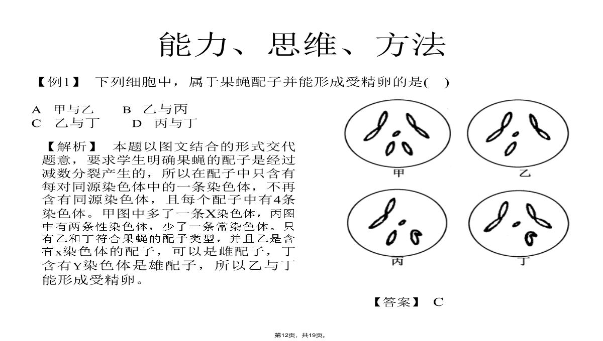 09届高三生物减数分裂和受精作用PPT模板_12