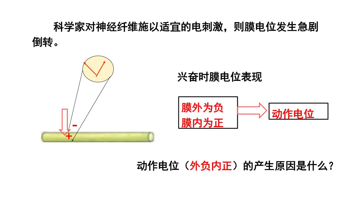 神经冲动的产生和传导课件2021-2022学年高二上学期生物人教版选择性必修一PPT模板_11