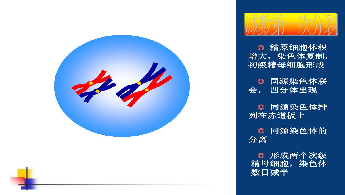 减数分裂和受精作用PPT模板_91