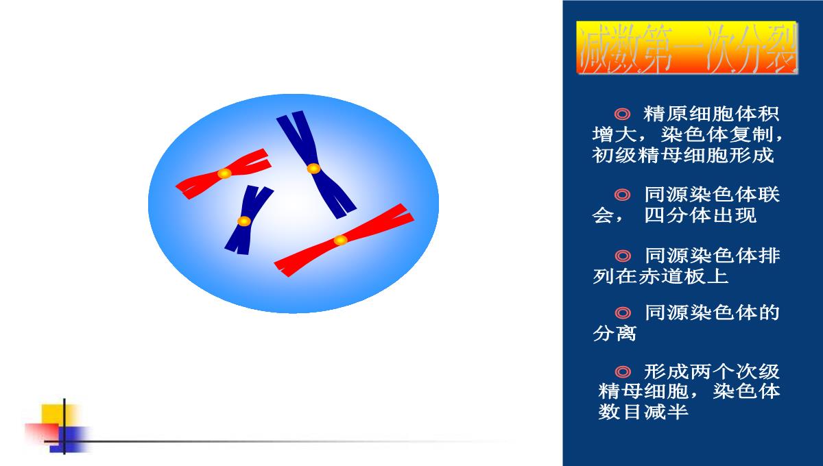 减数分裂和受精作用PPT模板_78