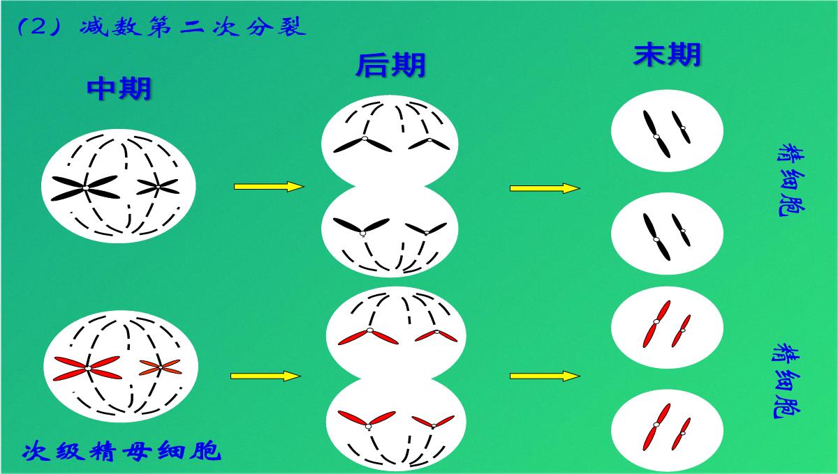 高减数分裂和受精作用(共69张PPT)PPT模板_35