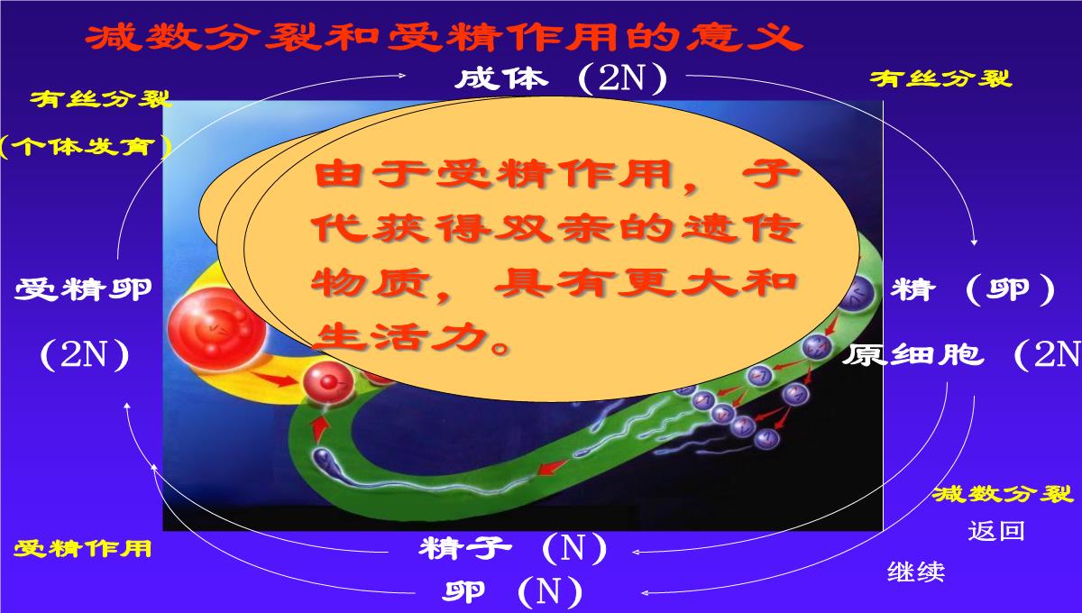 减数分裂和受精作用PPT模板_192