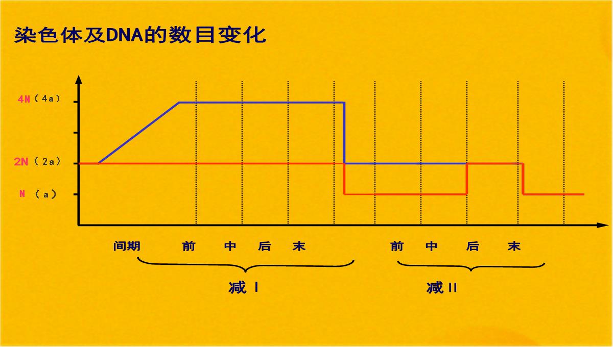 减数分裂和受精作用优质课件(共56张PPT)PPT模板_26