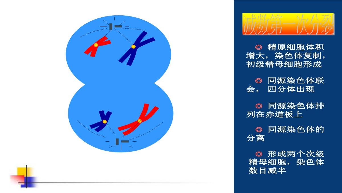 减数分裂和受精作用PPT模板_109