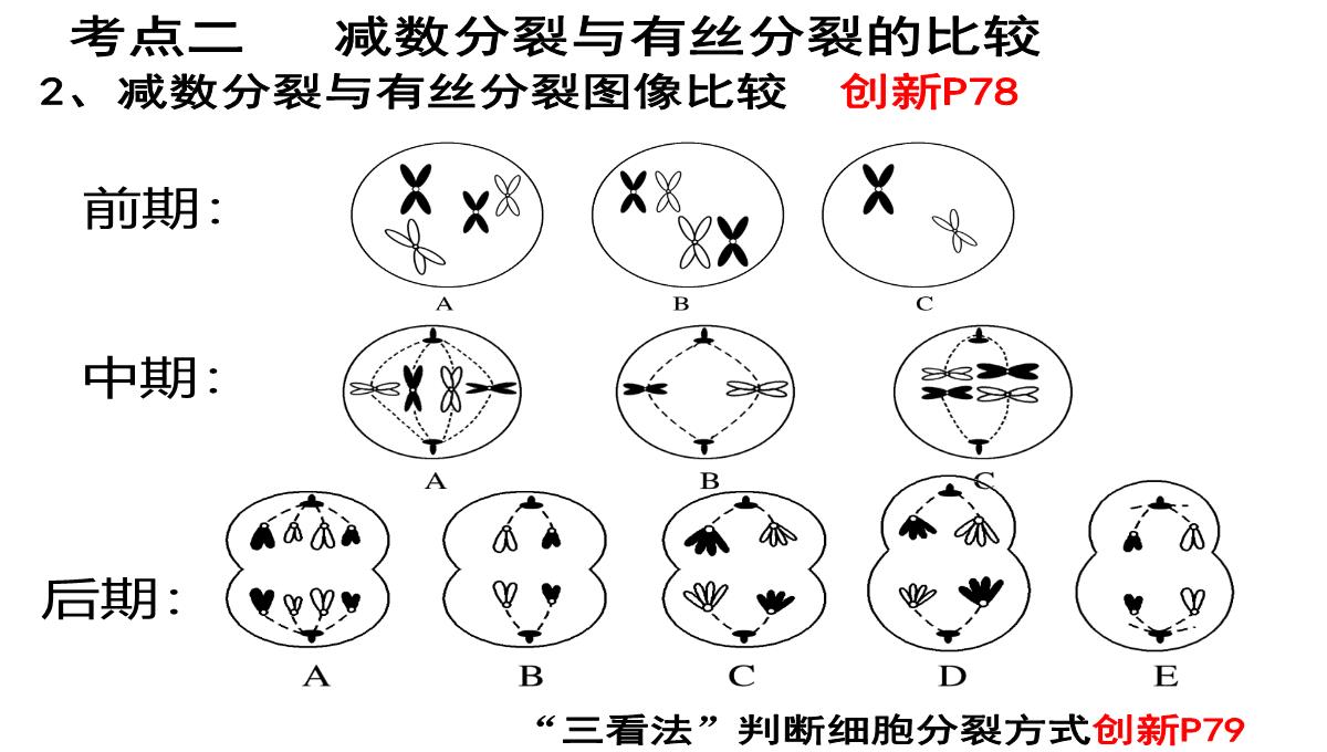 高三一轮复习生物课件：第11讲减数分裂和受精作用PPT模板_32