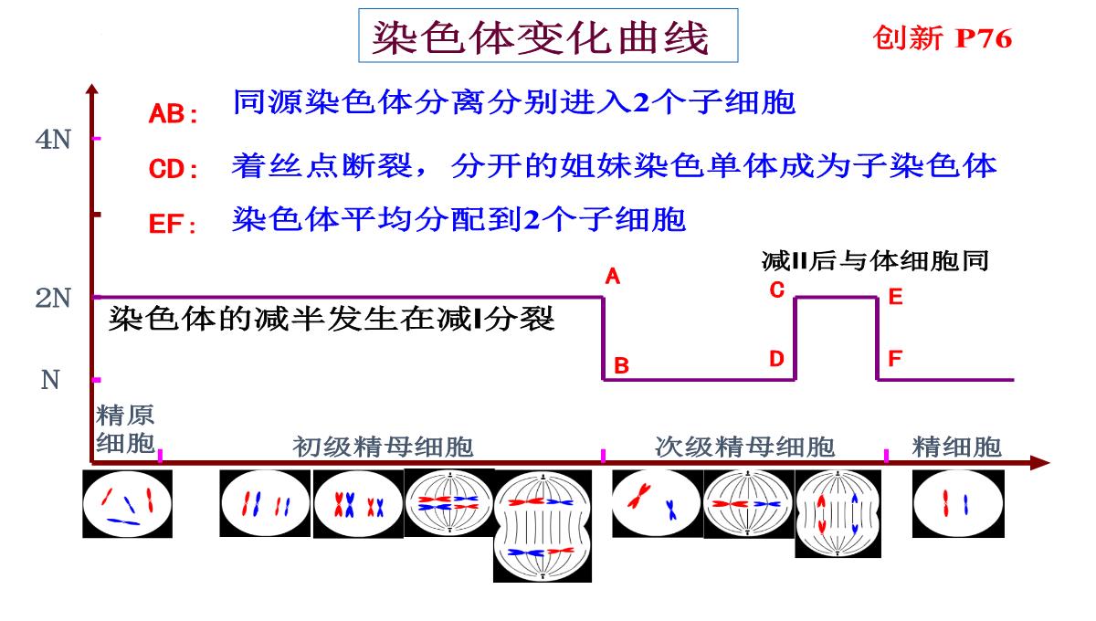 高三一轮复习生物课件：第11讲减数分裂和受精作用PPT模板_22