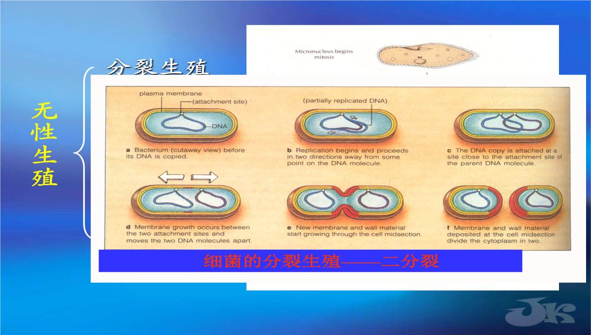 高二生物第二章克隆技术课件浙科版选修3PPT模板_03