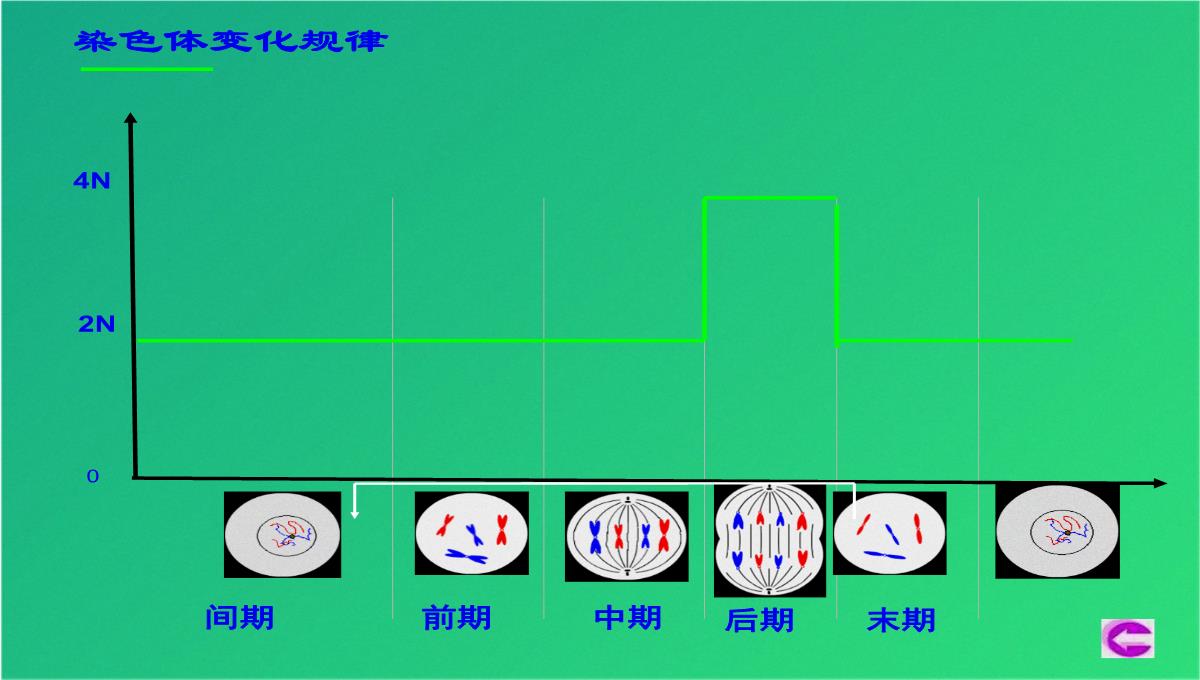 高减数分裂和受精作用(共69张PPT)PPT模板_08