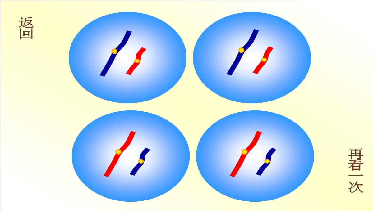 减数分裂和受精作用PPT模板_71