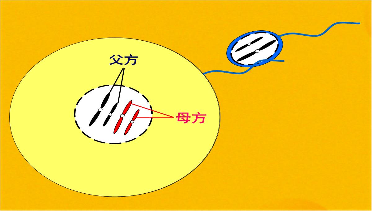 减数分裂和受精作用优质课件(共56张PPT)PPT模板_38