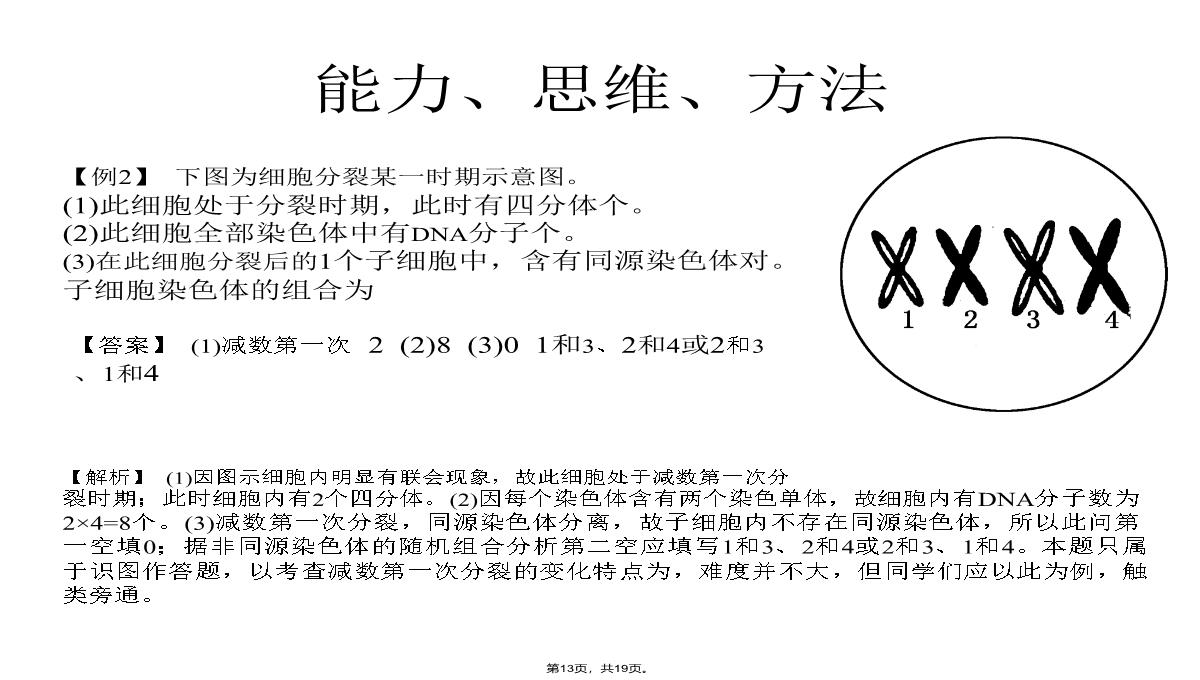 09届高三生物减数分裂和受精作用PPT模板_13