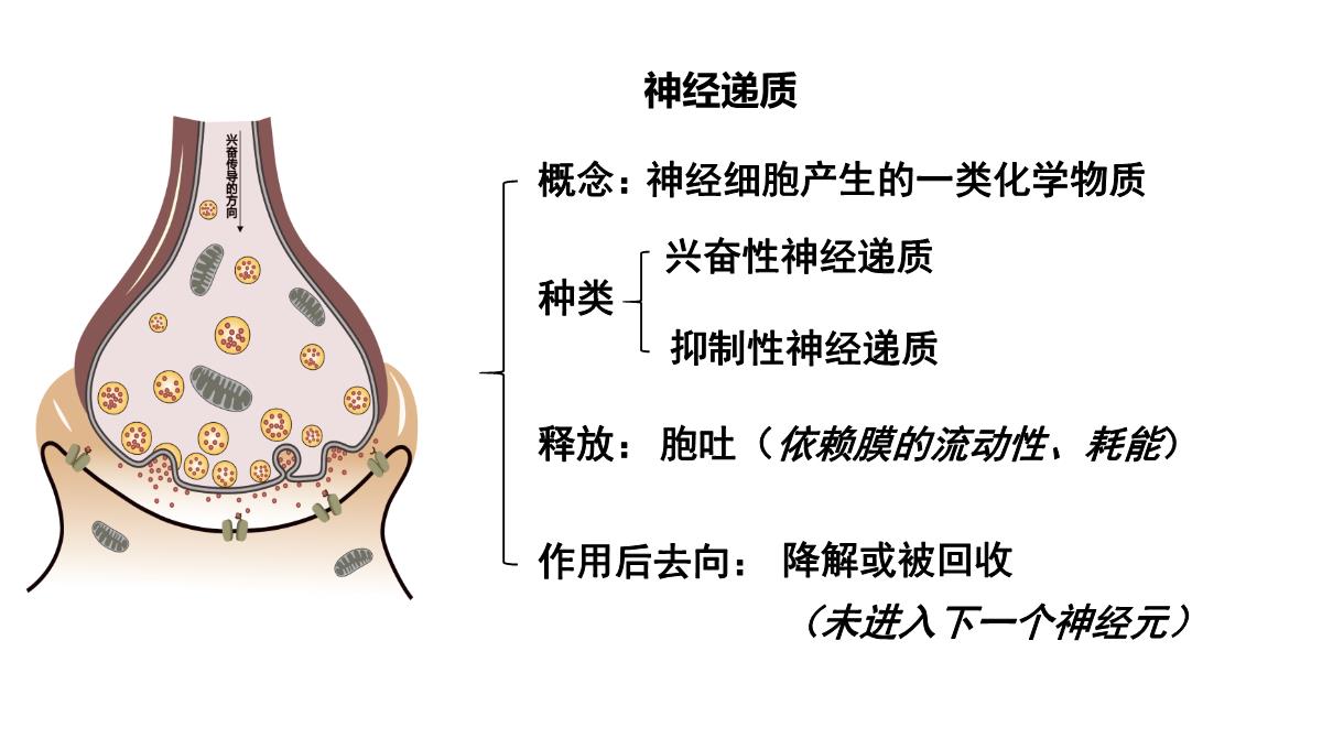 神经冲动的产生和传导课件2021-2022学年高二上学期生物人教版选择性必修一PPT模板_25