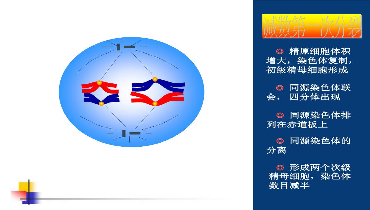 减数分裂和受精作用PPT模板_97