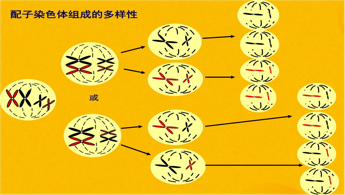 减数分裂和受精作用优质课件(共56张PPT)PPT模板_32