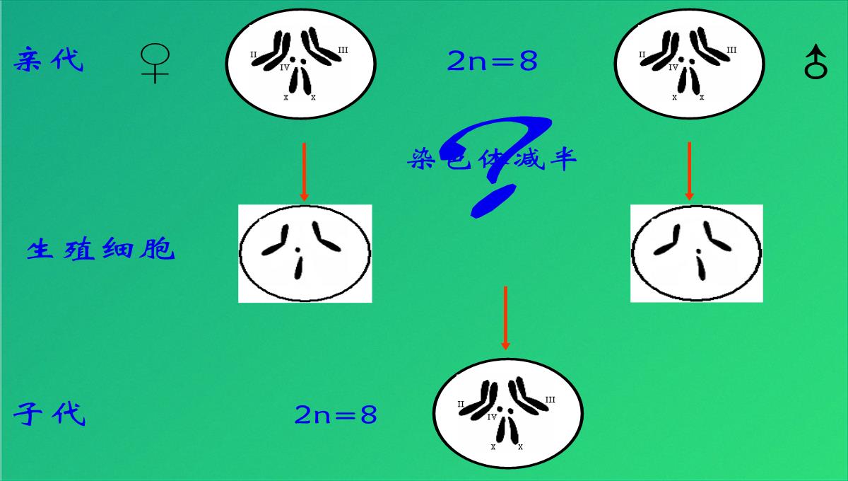 高减数分裂和受精作用(共69张PPT)PPT模板_18