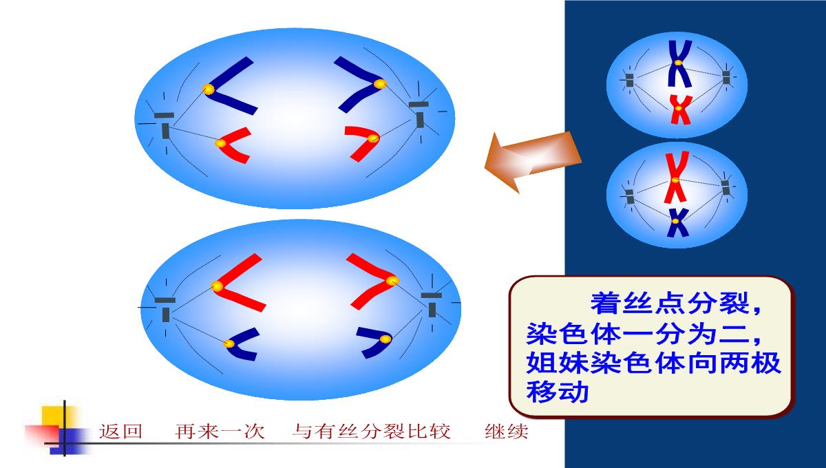 减数分裂和受精作用PPT模板_125