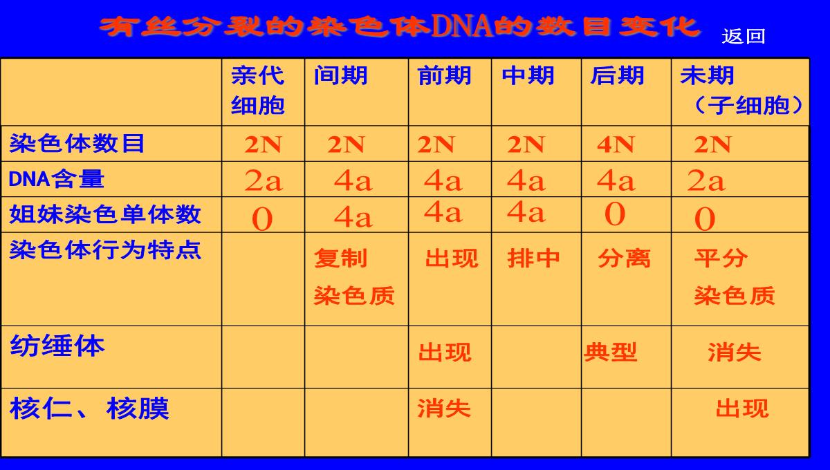 减数分裂和受精作用PPT模板_193