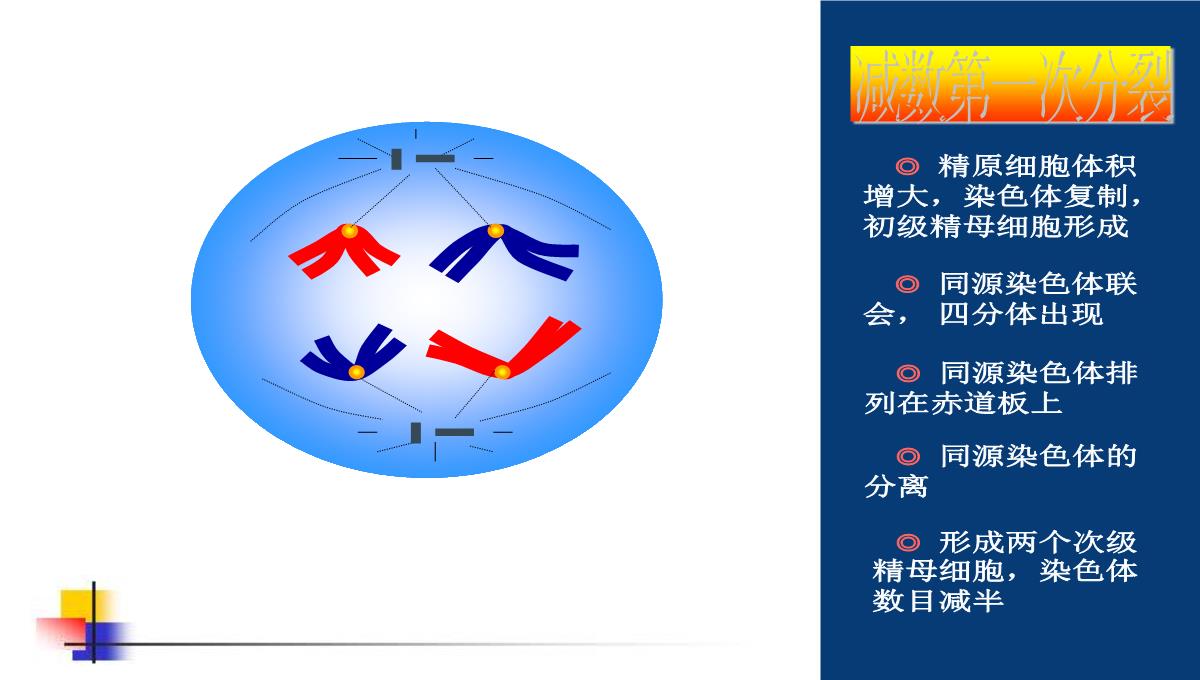 减数分裂和受精作用PPT模板_100