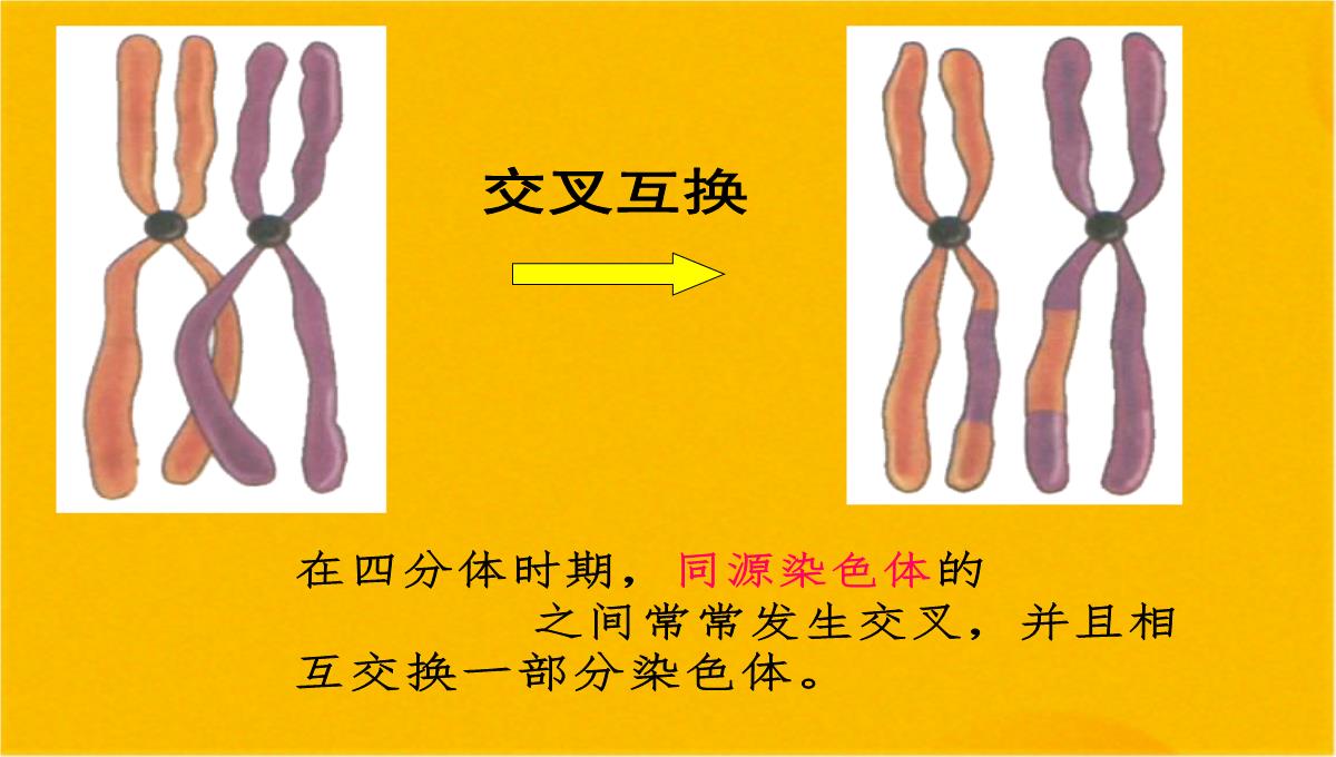 减数分裂和受精作用优质课件(共56张PPT)PPT模板_14