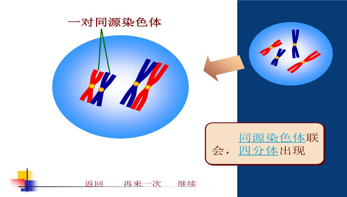 减数分裂和受精作用PPT模板_161