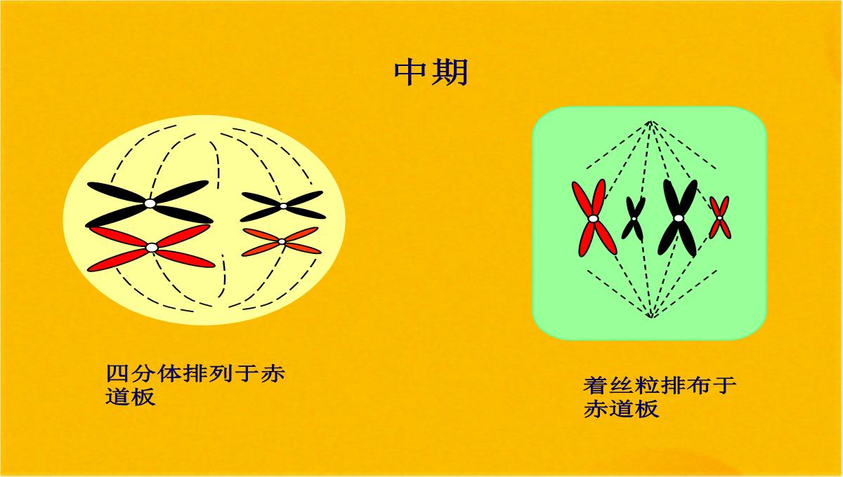 减数分裂和受精作用优质课件(共56张PPT)PPT模板_42