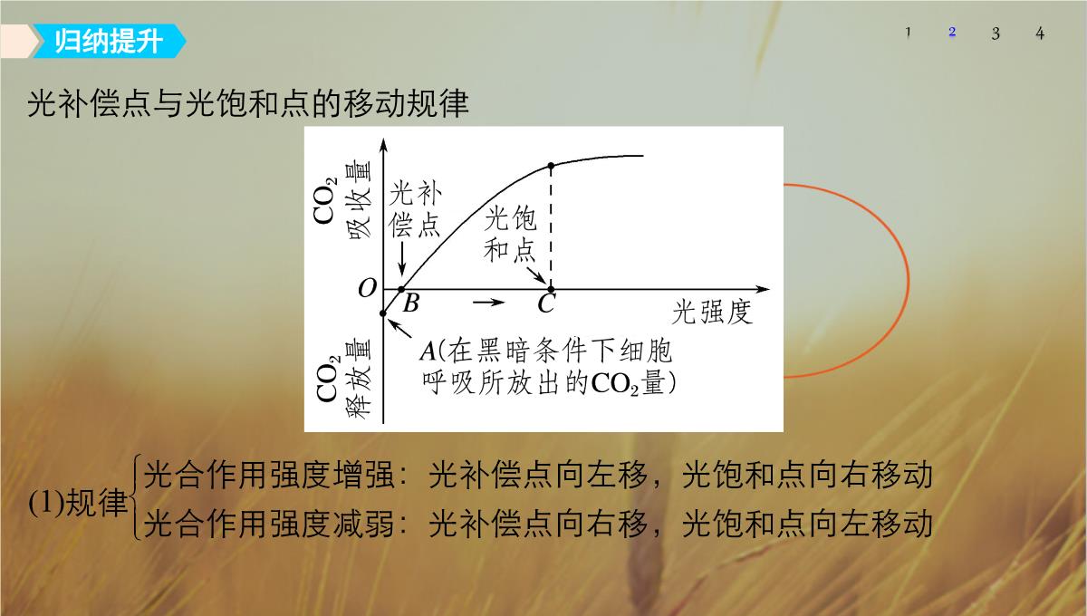 最新-2021版浙江省高考生物课件：第2单元-第10讲-光合作用的影响因素及应用-精品PPT模板_18