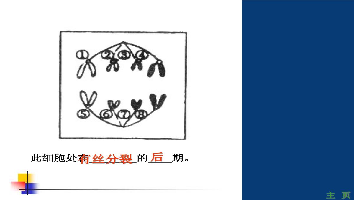 减数分裂和受精作用PPT模板_158