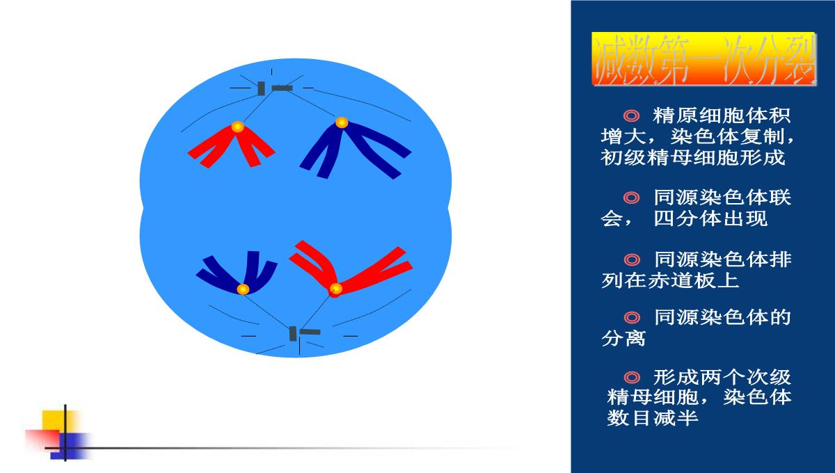 减数分裂和受精作用PPT模板_104