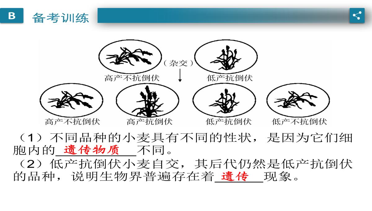 广东中考生物一轮复习课件：第六章-考点12-遗传育种在实践上的应用PPT模板_09