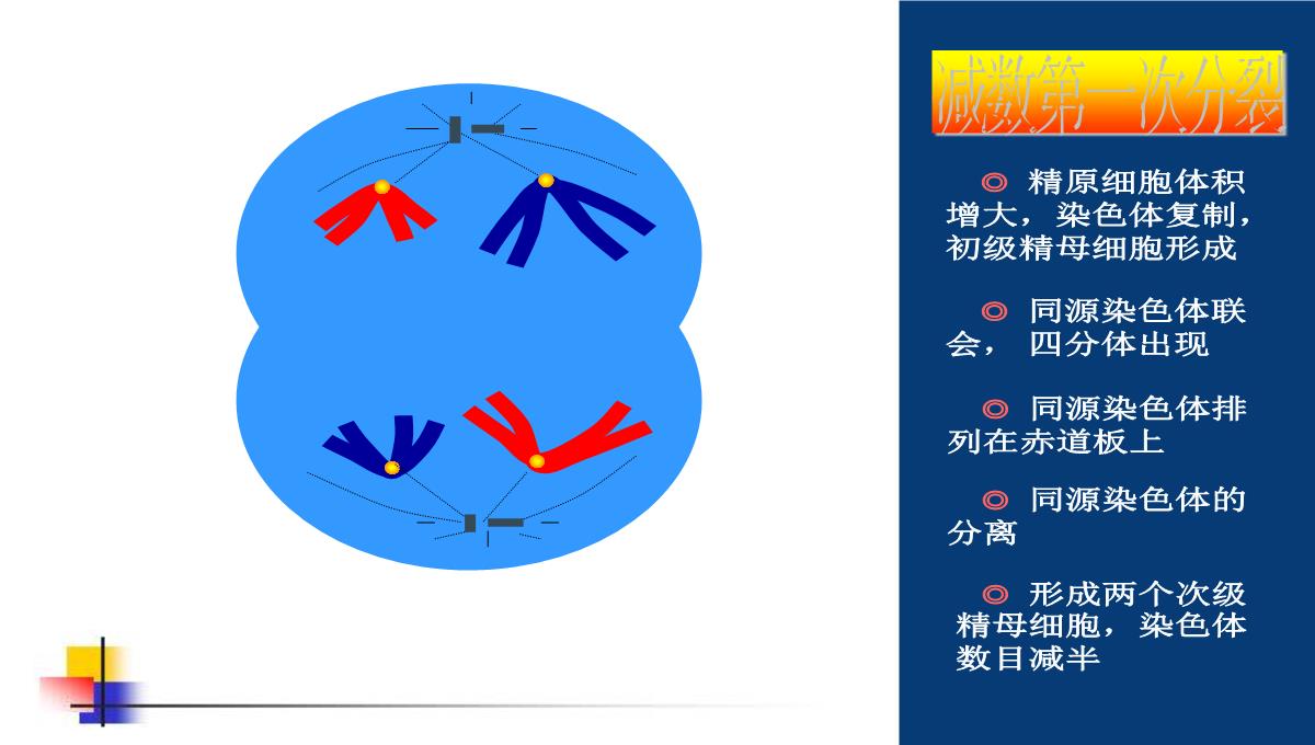 减数分裂和受精作用PPT模板_105