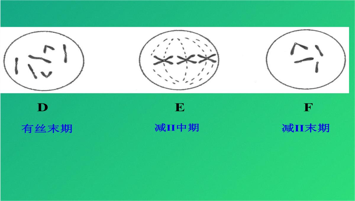 高减数分裂和受精作用(共69张PPT)PPT模板_55