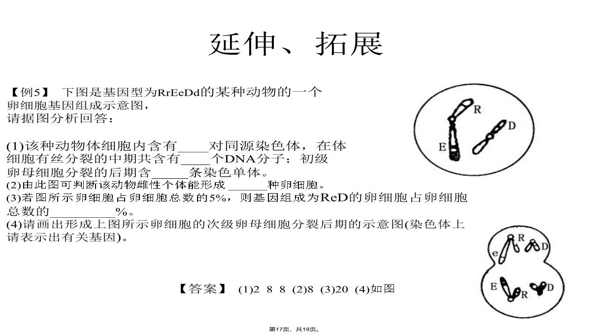 09届高三生物减数分裂和受精作用PPT模板_17