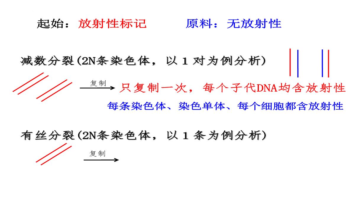 高三一轮复习生物课件：第11讲减数分裂和受精作用PPT模板_48