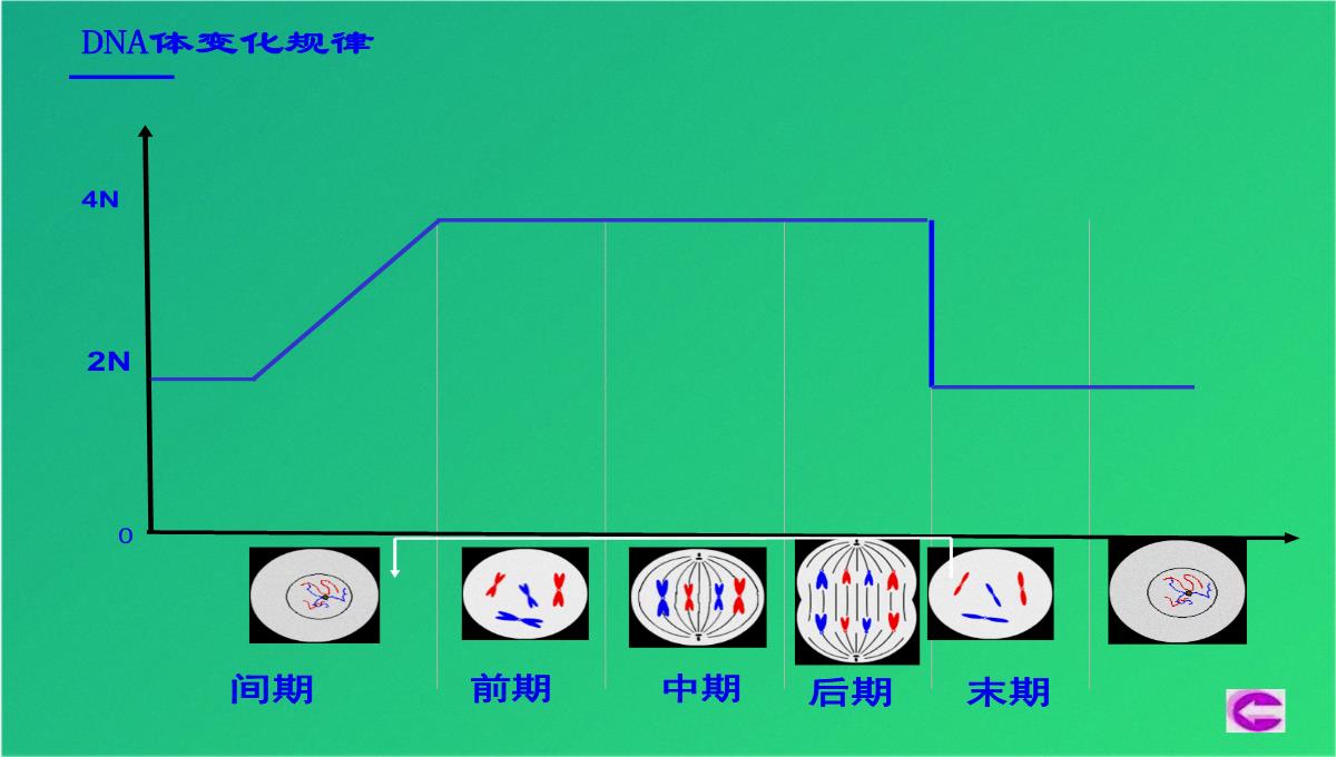 高减数分裂和受精作用(共69张PPT)PPT模板_10