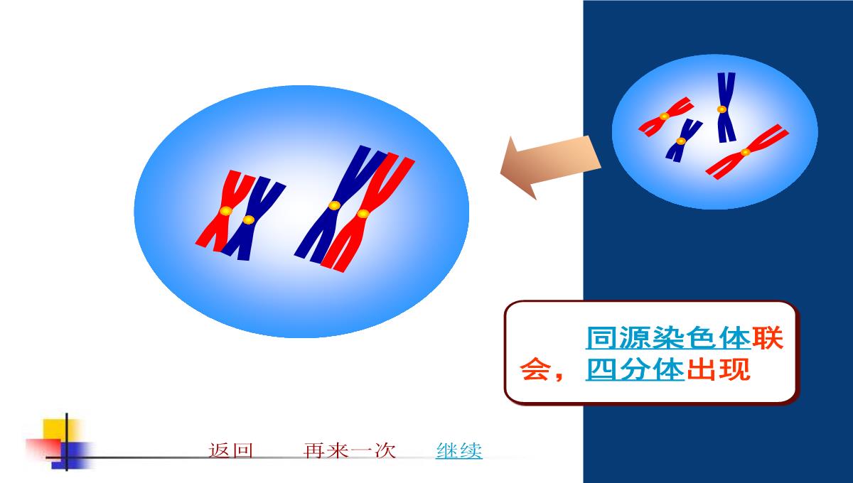 减数分裂和受精作用PPT模板_86