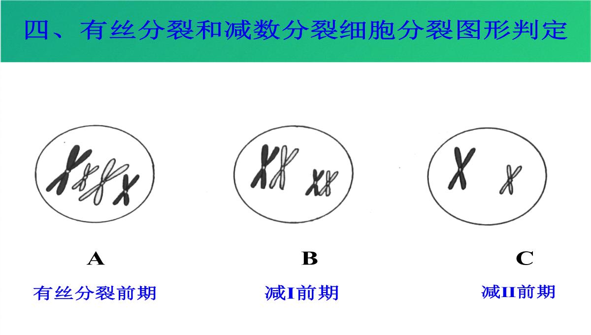 高减数分裂和受精作用(共69张PPT)PPT模板_50