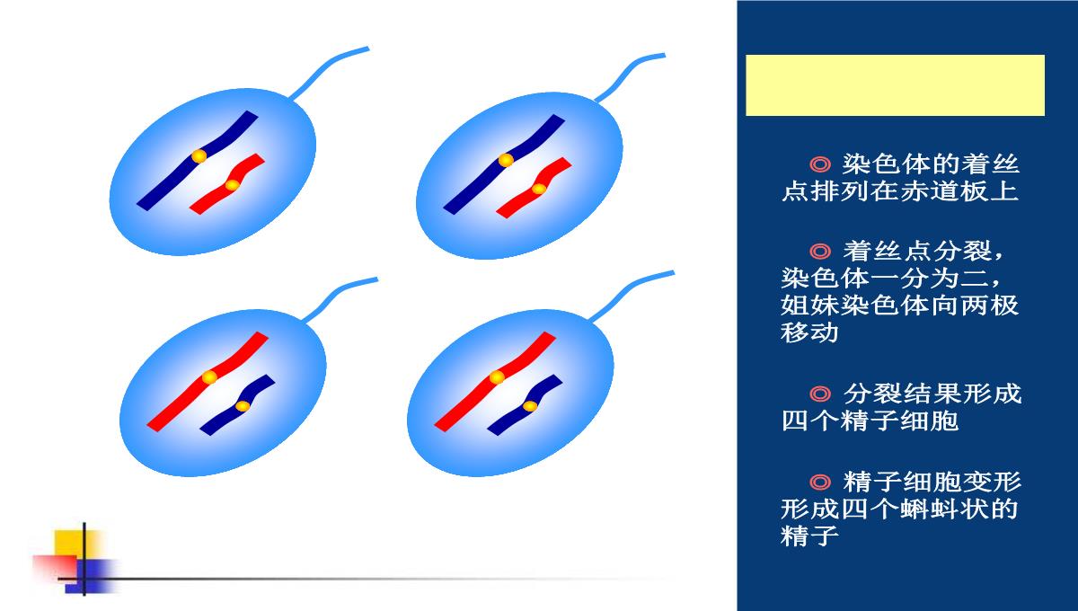 减数分裂和受精作用PPT模板_141