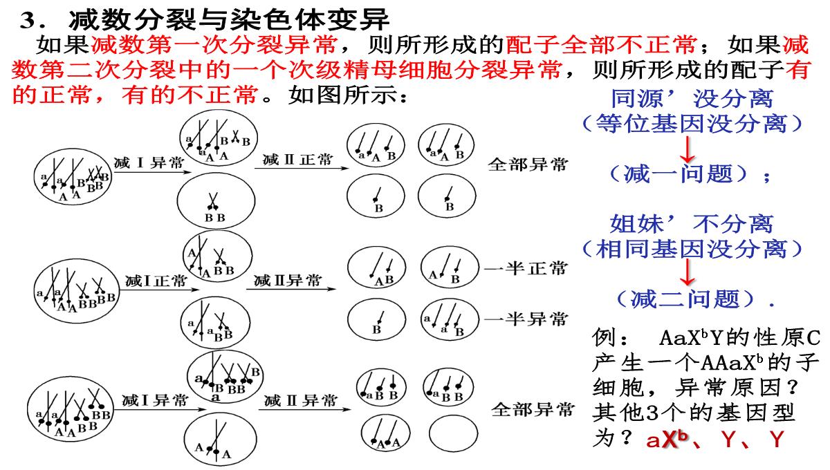 高三一轮复习生物课件：第11讲减数分裂和受精作用PPT模板_43